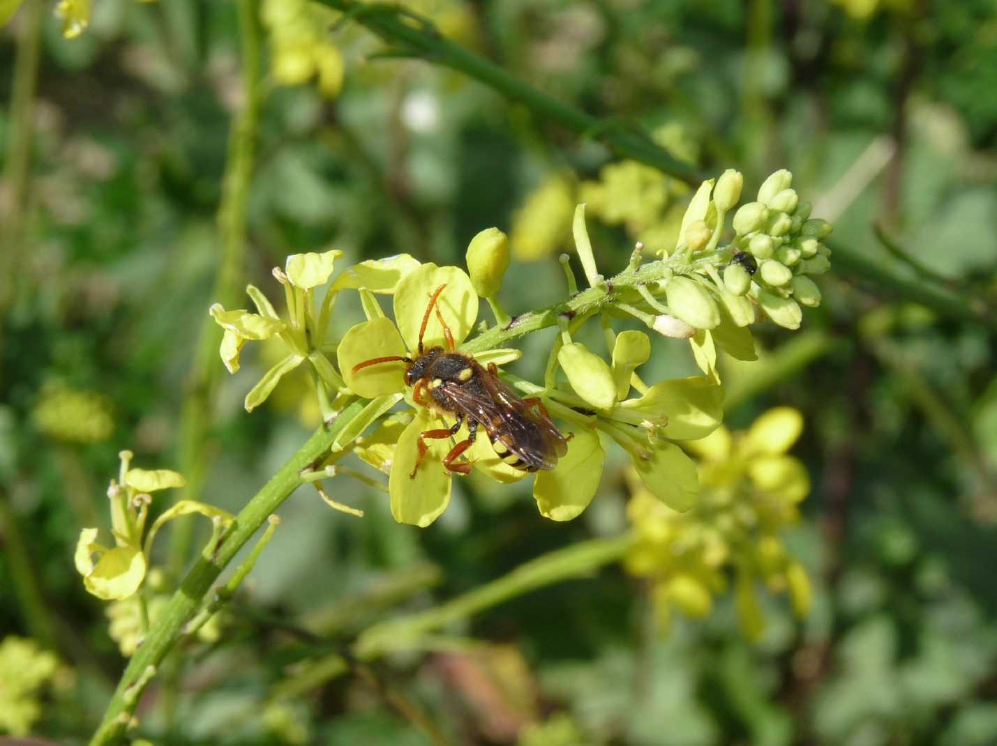 Piccola Nomada
